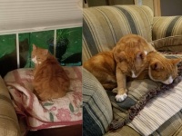 1匹の野良猫を家で保護したら、外にきょうだい猫が現れた。さらにもう1匹増えて結局3匹飼うことに