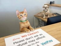 動物病院に緊急搬送された子猫、生死の危機を乗り越え、現在は病院のマスコット的存在に