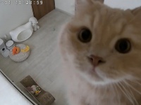 飼い主さんの声にダッシュするネコちゃんの姿が可愛い！話題の動画を紹介