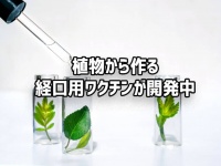 植物から作る、おいしく食べられるワクチンが現在開発中
