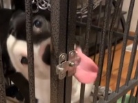 この犬できる！舌を器用に使ってケージのロックを解除する犬