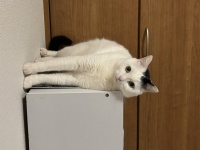しっかりと壁に立つ猫の姿に18万人驚がく　「重力に抗う生きもの」「脳がバグる」