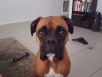 「ピザちょうだい」とまなざしを送るボクサー犬が可愛い過ぎる・・・【映像】