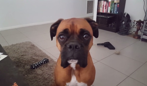 「ピザちょうだい」とまなざしを送るボクサー犬が可愛い過ぎる・・・【映像】