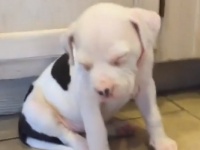 人間みたいに睡魔と格闘する子犬【映像】