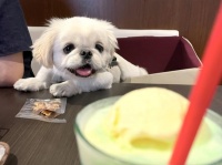 【犬あるある】愛犬が見つめる先は……その愛らしい表情に癒やされると話題に