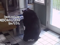 手練れすぎだろ。クマが家に押し入り冷蔵庫を開けて食べ物を奪って去っていく