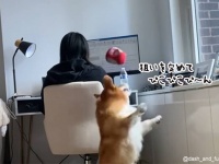 コントロールよすぎ！コーギーが背後からぬいぐるみを投げ飼い主の仕事の邪魔をする