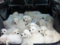 わしゃわしゃしたくなる！愛くるしい子犬たちの画像まとめ