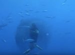 海に潜るダイバーの近くに大きな黒い影！　その正体は…！
