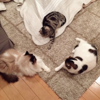 どんぐり（＠akihimatandon11）さんのツイート