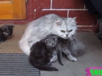 「危ないことしちゃ、メッ！」愛する子猫たちを見守るお母さん猫の母性本能