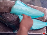 この魚、身が青いんだぜ？リングコッド（キンムツ）の約20％は青い体を持っている
