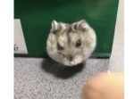 顔をムギュ〜っと潰しながらも小さい穴に戻ろうとするハムスター。
