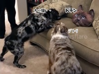 こ、これは・・・猫頭クッションに警戒態勢を敷く3匹の犬