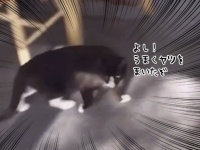 よし、うまくヤツから逃れられたぞ。そう思った矢先の出来事でした。猫が迎えた衝撃の結末はこの後すぐ！