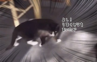 よし、うまくヤツから逃れられたぞ。そう思った矢先の出来事でした。猫が迎えた衝撃の結末はこの後すぐ！