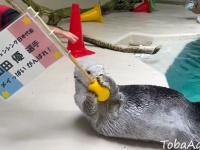 鳥羽水族館のメイちゃんから、パリ五輪で頑張る〝先輩〟へ　フェンシング・山田優選手にエール届く