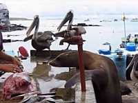 「おじさん、おじさん、お魚ちょーだい！」ガラパゴスの魚市場は優しい無法地帯だった