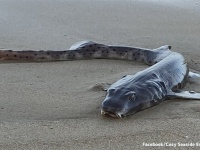 サメなの？ウナギなの？それともアザラシ？様々な特徴を持つ謎の海洋生物がオーストラリアの海岸に打ち上げられる