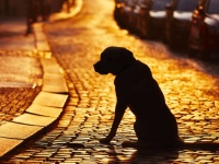 10年間共に過ごした飼い主が亡くなってしまった。悲しみに暮れ、一度生きることを放棄した犬の物語（アメリカ）