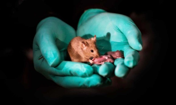 メス×メス、オス×オス。同性のマウスカップルから赤ちゃんを誕生させることに成功（中国）