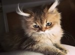 あなたはどれが好き？　世界のネット民を魅了した“美猫ちゃん”たち１０選