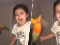 インコに指令を出し、対象人物を攻撃するよう訓練した鳥使いの少女の驚愕の映像
