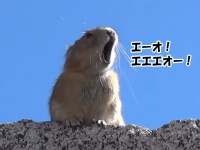 ナキウサギがフレディ・マーキュリーの「エーオ！エエエオー！」を完コピ！？魅惑のマッシュアップ動画