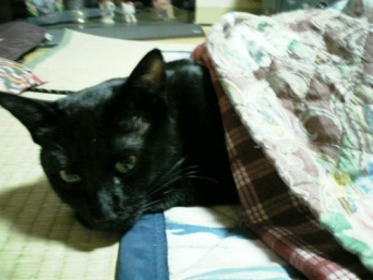 こたつで暖まる猫（yurayura_naokoさん撮影、Flickrより）