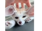 トロ〜ン… 頭と耳をマッサージされてるフェネックが気持ちよさそう！