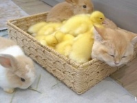 猫とヒナとウサギまで！一緒に混ざりたい、埋まりたい人集まれ！ふわモコのカタマリはコチラです