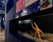 「メガスターミー」「寄生獣すぎる」　竹島水族館のヒトデの〝衝撃フォルム〟に20万人困惑