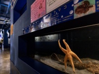 「メガスターミー」「寄生獣すぎる」　竹島水族館のヒトデの〝衝撃フォルム〟に20万人困惑