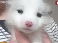 ペットショップで日本スピッツの子犬を購入したところ、しばらくたってキツネであることが判明（中国）
