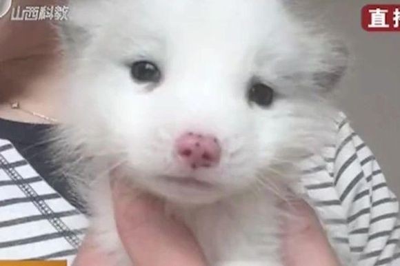 ペットショップで日本スピッツの子犬を購入したところ、しばらくたってキツネであることが判明（中国）