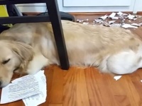 「犯犬は誰？」の怒りの声も、きっといつかは通り過ぎる！神妙に反省のポーズを見せるやらかしわんこ総集編