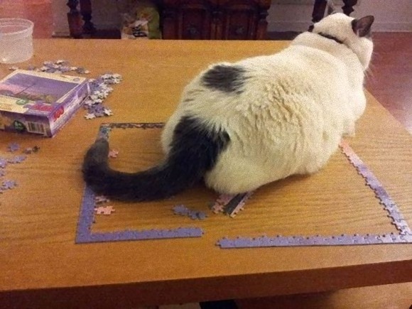 だってそれが猫だもの。常に我が道を行く猫様の所業がわかる画像まとめ