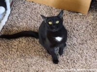 夜は一緒に眠りたいの。家族の寝室に入れないことで施設に戻された猫だが、最高の飼い主に巡り合う