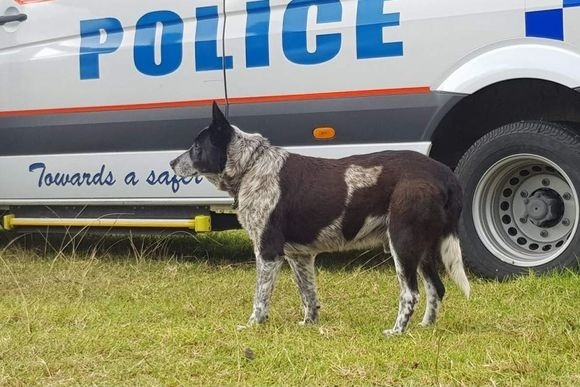 honorable_police_dog