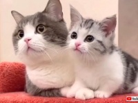 ママにゃんに甘える子猫のパワー全開！スーパーハイパーキティちゃんに元気をたくさんもらっちゃおう