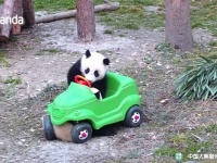 パンダだって自動車が大好き！カッコいい車でドライブに行きたいパンダたち