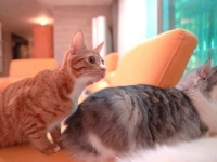 「しーっ、ちょっと静かにしてよ！」サモエドと猫の3兄弟が静まり返るのはどんな時？