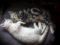 猫の柄って面白い！トラ猫、三毛猫、サビ猫などなど、海外における猫の色や柄の見分け方