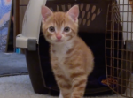 赤ちゃん時代の子猫。“初めての経験”が可愛すぎる・・・！
