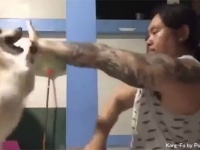 この男、かなりの使い手...コーギーの攻撃を全てかわすことができる、コギフーマスター