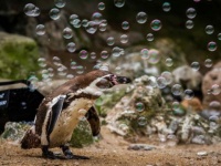 シャボン玉楽しい！ペンギンたちがヨチヨチシャボン玉遊び