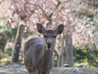 もし奈良公園で鹿に触ったら「手をよく見て」　注意喚起ツイートに注目集まる