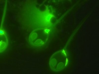 生きるために酸素を必要としない多細胞生物が初めて発見される（イスラエル研究）