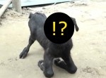 【閲覧注意】インドで一つ目の“サイクロプス・ヤギ”が生まれる